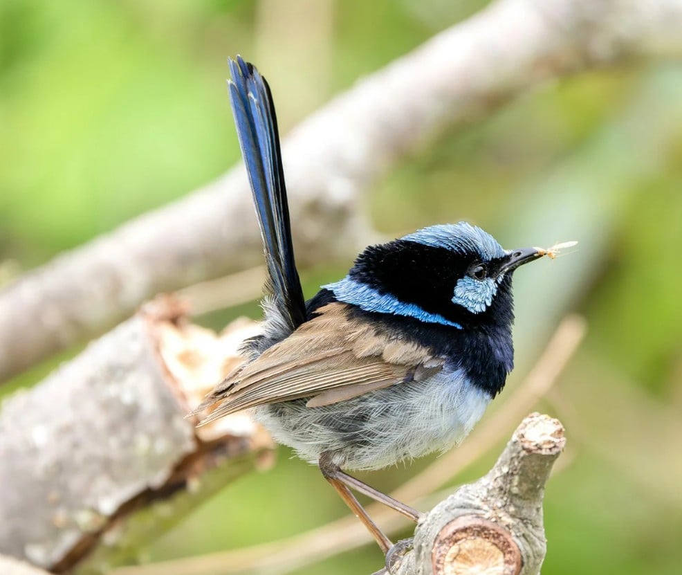 Superb Fairy Wren